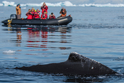 photo of researchers in a boat looking at a whale