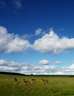 photo of Campus Preserve